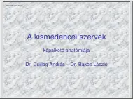 Dr. Csillag-Dr. Bakos - A kismedencei
