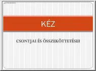 Kéz csontjai és összekötései