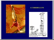 Cerebellum