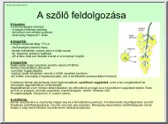 A szőlő feldolgozása