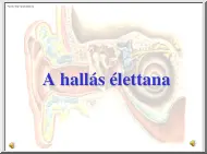 A hallás élettana