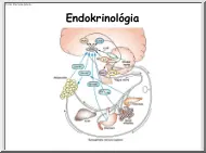 Tóth Attila - Endokrinológia