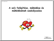 A szív felépítése, működése és működésének szabályozása