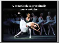 A mozgások supraspinalis szerveződése