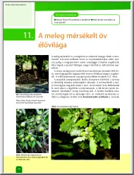 A meleg mérsékelt öv élővilága