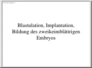 Blastulation, Implantation, Bildung des zweikeimblättrigen Embryos
