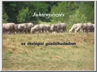 Juhtenyésztés az ökológiai