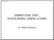 Dr. Réthelyi Miklós - Embryonic disc, Notochord, Germ layers