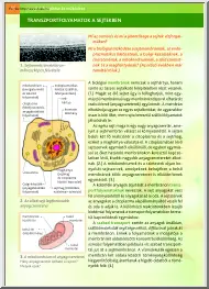 Transzportfolyamatok a sejtekben