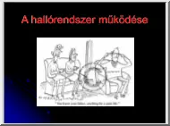 A hallórendszer működése