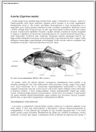 A ponty, cyprinus carpio