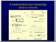 A harántcsíkolt izom struktúrája