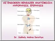 Az endokrin rendszer anatómiája