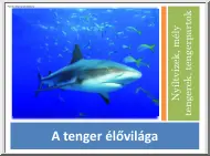 A tenger élővilága, nyíltvizek, mély tengerek, tengerpartok