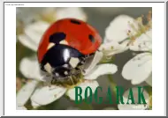 Bogarak