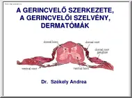 Dr. Székely Andrea - A gerincvelő