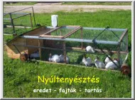 Nyúltenyésztés, eredet, fajták