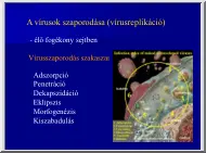 A vírusok szaporodása, vírusreplikáció