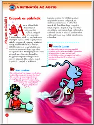 A retinától az agyig