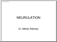 Dr. Réthelyi Miklós - Neurulation