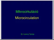 Dr. Ivanics Tamás - Mikrocirkuláció