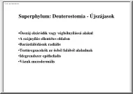 Deuterostomia, újszájasok II