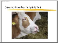Szarvasmarha tenyésztés