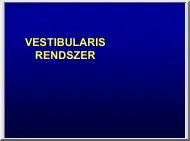 Vestibularis rendszer