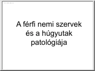 A férfi nemi szervek és a húgyutak