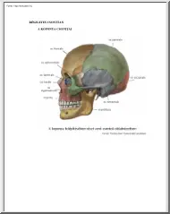 A koponya csontjai