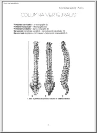 A gerinc (Columna Vertebralis)