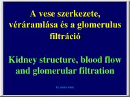 Dr. Kollai Márk - A vese szerkezete, véráramlása és a glomerulus filtráció
