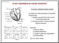 A szív ingerképző és vezető rendszere