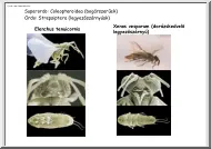 Coleopteroidea (Bogárszerűek), Neuropteroidea (Recésszárnyú-formájúak) képei
