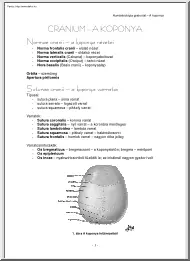 A koponya (Cranium)