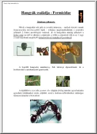 A hangyák családja - Formiciade