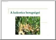 A kukorica betegségei