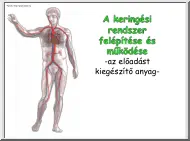 Bodnár Zsófia - A keringési rendszer