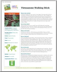 Vietnamese Walking Stick